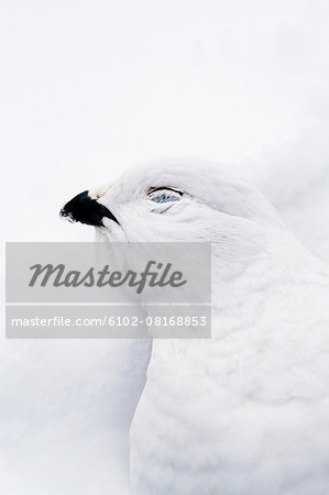 Dead white bird on snow, close-up