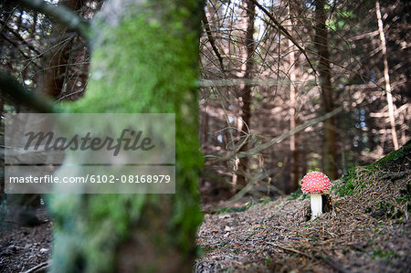 Toadstool in forest