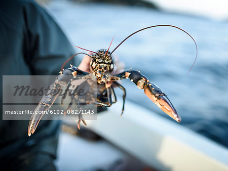 Person holding lobster