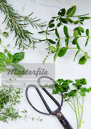 Scissors and herbs on marble background