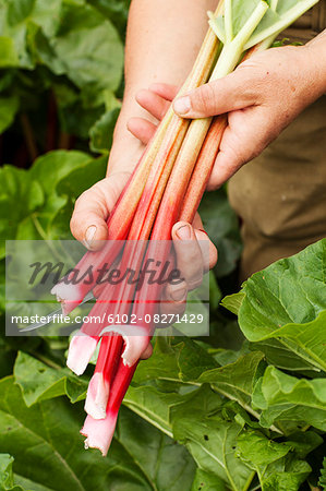 Hands holding rhubarb