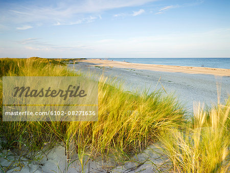 Grass on sand dunes