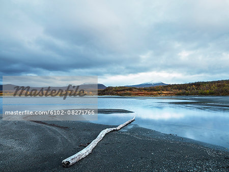 Driftwood on beach