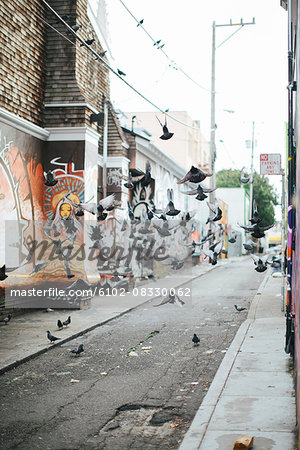 Pigeons flying over street