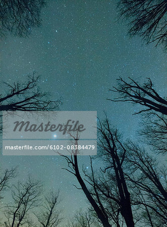 Trees against starry sky