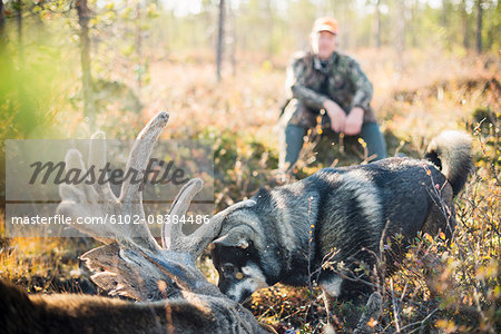 Hunter with dead elk