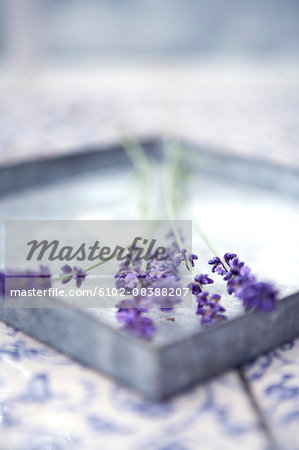 Lavenders on tray