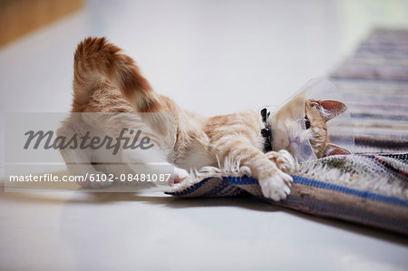 Cat wearing medical cone collar