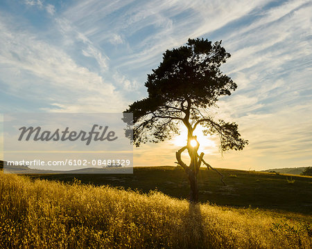 Pine tree in field at sunset