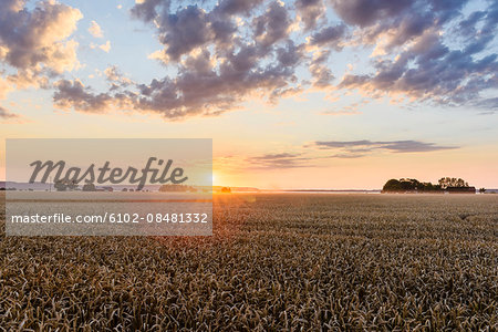 Cereal plant at sunset