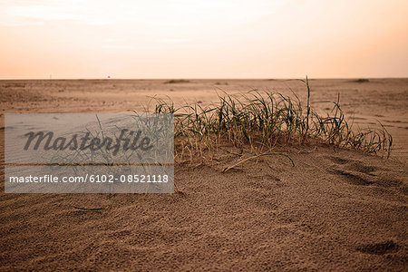 Grass on sand dune