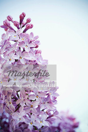 Close-up of purple lilac