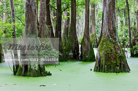 Bald cypresses on swamp, North Carolina, USA Bald cypresses on swamp, North Carolina, USA