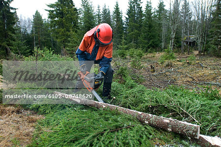 Lumberjack woman cutting tree in forest