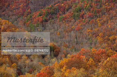 Autumn colours, the Appalachians, North Carolina, USA.