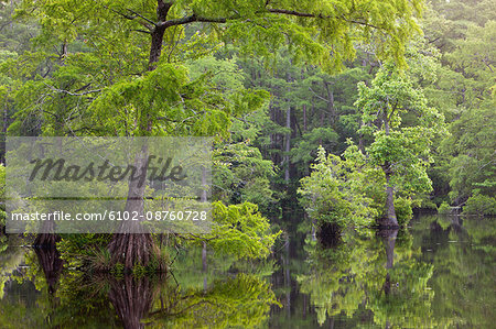 Bald cypresses on swamp, North Carolina, USA Bald cypresses on swamp, North Carolina, USA
