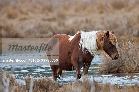 Horse wading in water