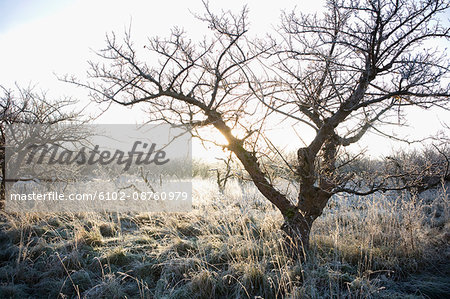 Morning frost, Sweden