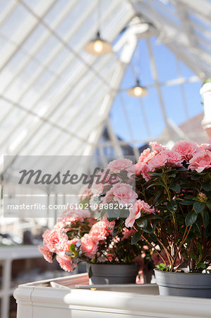 Pink flowers in greenhouse