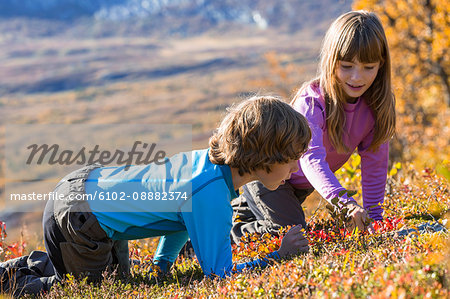 Girl and boy picking berries