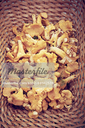 Chanterelles in basket