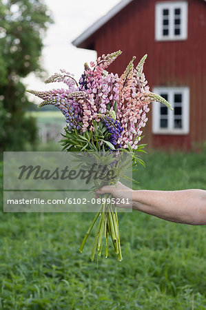 Hand holding lupine flowers