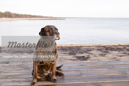 Dog sitting on pier