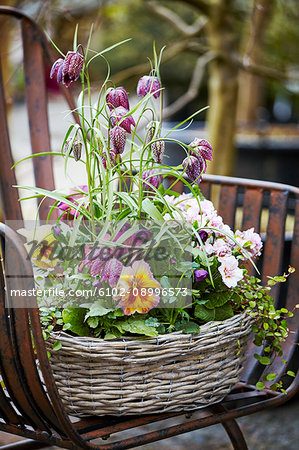 Flowers growing in basket