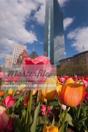 Tulips in a garden, Copley Square, Boston, Suffolk County, Massachusetts, USA