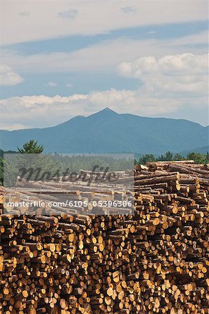 Stack of logs in a forest, Berlin, New Hampshire, USA