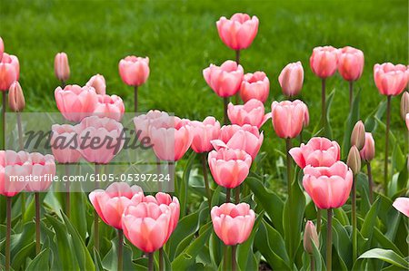 Pink tulips in the Boston Public Garden, Boston, Massachusetts, USA