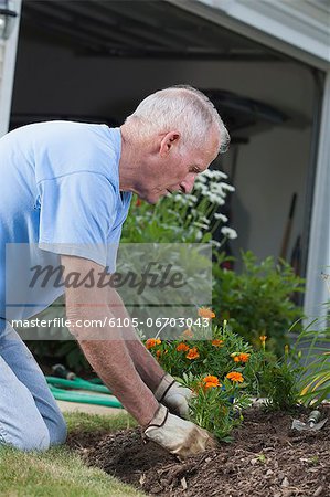 Senior man planting marigold flowers in his garden