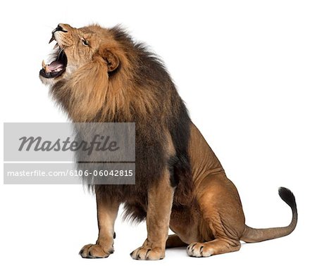 Lion Roaring Stock Photo Masterfile Premium Royalty Free Code