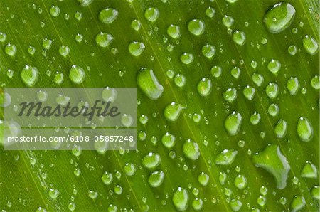 Waterdrops on a leaf, close-up