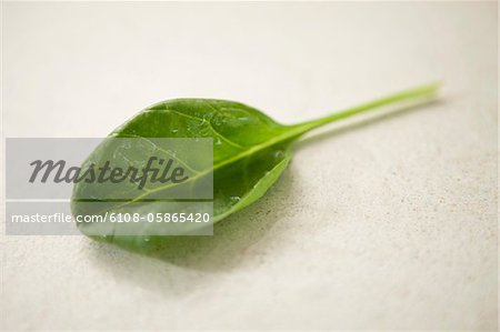 Close-up of a spinach leaf