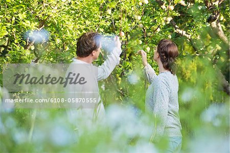 Mature couple picking fruits in a garden