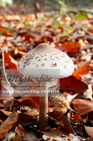 France, near Paris, Malvoisine forest in autumn, close up of a parasol mushroom fungus or high Lepiote.