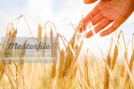 Close up of a woman's hand touching wheat ears