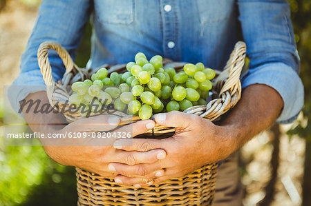 Smiling winegrower harvesting the grapes