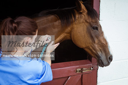 Vet examining horse in stable