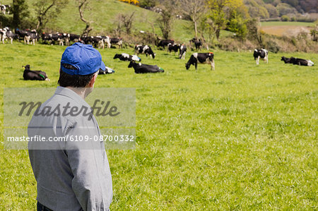 Man standing on green field while cattle in background