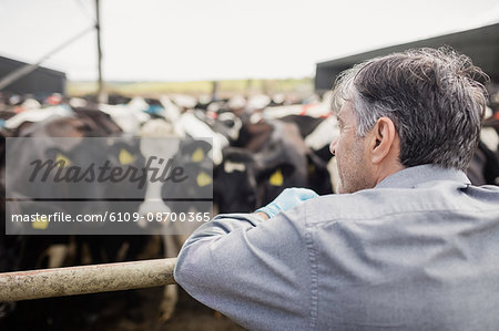 Rear view of man standing against cows