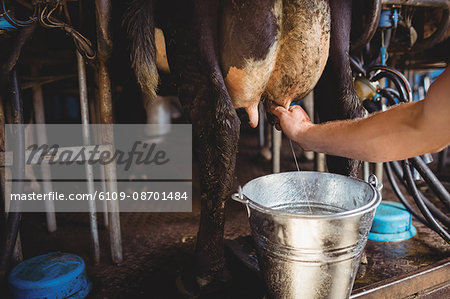 Man milking a cow in barn