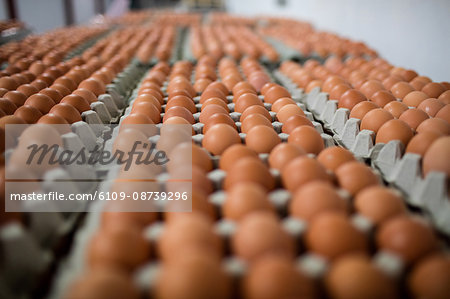 Eggs arranged in egg carton in egg factory Eggs arranged in egg carton in egg factory