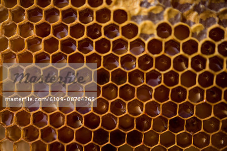 Close-up of honeycomb filled with honey