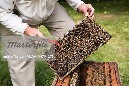 Mid-section of beekeeper removing honeycomb from beehive in apiary garden