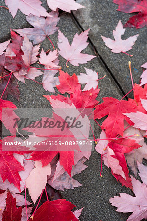 Close-up of maple leaves fallen on the sidewalk