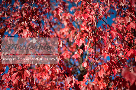 View of pink maple leaves