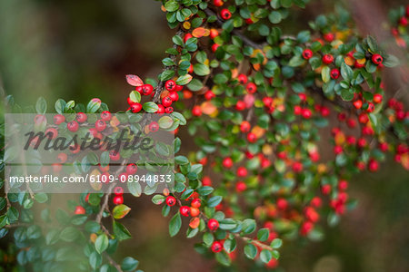 Close-up of red cherry in the park