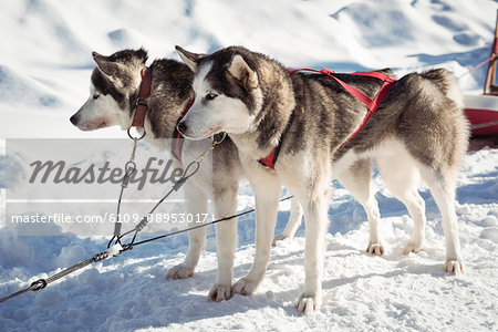 Siberian husky dogs waiting for the sledge ride
